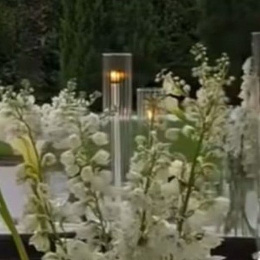 Delphinium blanco Magic Events
